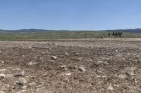 a cow grazes on the ground in the middle of nowhere and rocks are everywhere