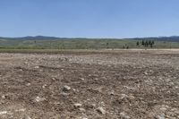 a cow grazes on the ground in the middle of nowhere and rocks are everywhere