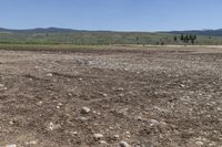 a cow grazes on the ground in the middle of nowhere and rocks are everywhere