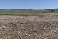 a cow grazes on the ground in the middle of nowhere and rocks are everywhere