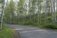 Scenic Road in Colorado Landscape