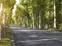 a country road runs through the forest filled with trees and grass as a man is walking down it