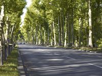 a country road runs through the forest filled with trees and grass as a man is walking down it