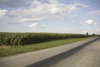 a motorcycle with a basket on it's back is driving down the road near a corn field