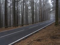 a curved highway is pictured next to some pine trees in the middle of a foggy forest