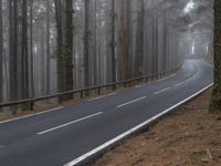 a curved highway is pictured next to some pine trees in the middle of a foggy forest