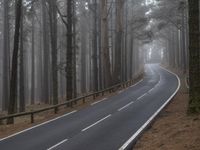 a curved highway is pictured next to some pine trees in the middle of a foggy forest