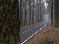 a curved highway is pictured next to some pine trees in the middle of a foggy forest