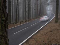 a curved highway is pictured next to some pine trees in the middle of a foggy forest