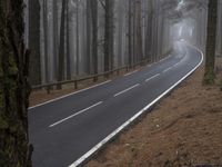 a curved highway is pictured next to some pine trees in the middle of a foggy forest