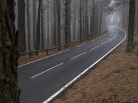 a curved highway is pictured next to some pine trees in the middle of a foggy forest