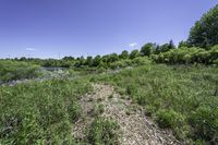 a dirt path with tall grass in the background and trees in the foreground around it