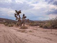 a dirt road in the desert with trees and bushes around it on a cloudy day