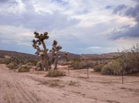 a dirt road in the desert with trees and bushes around it on a cloudy day