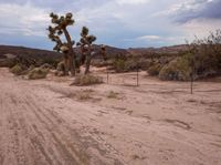 a dirt road in the desert with trees and bushes around it on a cloudy day