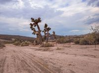 a dirt road in the desert with trees and bushes around it on a cloudy day