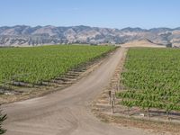 there is a dirt road surrounded by hills and green vines on the opposite side of the road