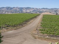 there is a dirt road surrounded by hills and green vines on the opposite side of the road