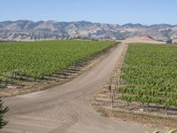 there is a dirt road surrounded by hills and green vines on the opposite side of the road