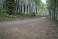 a dirt road that runs between many trees in the woods, near mountains and snow covered ground