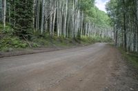 a dirt road that runs between many trees in the woods, near mountains and snow covered ground