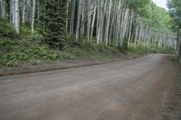 a dirt road that runs between many trees in the woods, near mountains and snow covered ground