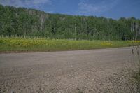 a dirt road in a forested area next to trees and flowers on a cloudy day