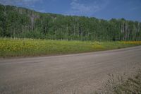 a dirt road in a forested area next to trees and flowers on a cloudy day