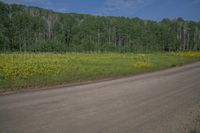 a dirt road in a forested area next to trees and flowers on a cloudy day