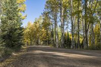 a dirt road that is lined with tall trees with fall colored leaves on it and on the side