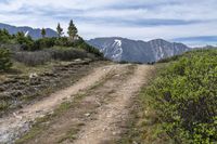 a dirt road with many trees and grass near some mountains in the distance, with snow - capped peaks in the background