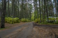 a dirt road is surrounded by trees and some bushes with green leaves on it that has a car parked in front