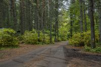 a dirt road is surrounded by trees and some bushes with green leaves on it that has a car parked in front