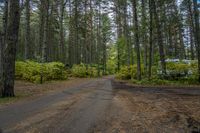 a dirt road is surrounded by trees and some bushes with green leaves on it that has a car parked in front