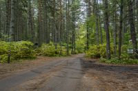 a dirt road is surrounded by trees and some bushes with green leaves on it that has a car parked in front