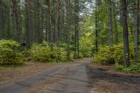 a dirt road is surrounded by trees and some bushes with green leaves on it that has a car parked in front