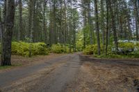 a dirt road is surrounded by trees and some bushes with green leaves on it that has a car parked in front