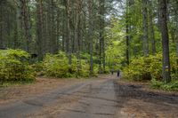 a dirt road is surrounded by trees and some bushes with green leaves on it that has a car parked in front