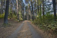 a dirt road with trees lining the sides of it in front of some woods and blue sky