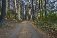 a dirt road with trees lining the sides of it in front of some woods and blue sky