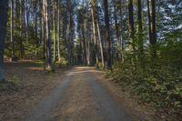 a dirt road with trees lining the sides of it in front of some woods and blue sky