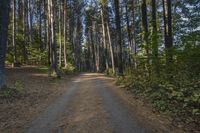 a dirt road with trees lining the sides of it in front of some woods and blue sky