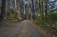 a dirt road with trees lining the sides of it in front of some woods and blue sky