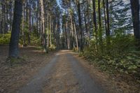 a dirt road with trees lining the sides of it in front of some woods and blue sky