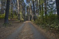 a dirt road with trees lining the sides of it in front of some woods and blue sky