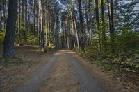 a dirt road with trees lining the sides of it in front of some woods and blue sky