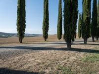 several tall trees along a dirt road on a hilltop in the middle of a field