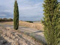 a road that has two tall trees on it and a field behind the road is dry grass