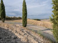 a road that has two tall trees on it and a field behind the road is dry grass