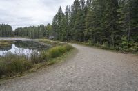 a dirt trail that is near the water surrounded by trees with grass in it and a canoe out to the side